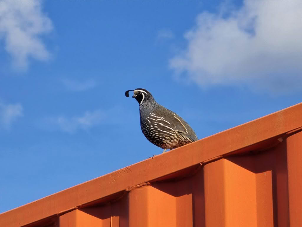 Quail Gaurding Cmr Containers Aug 2024