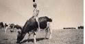 Reg Riding Cow 5